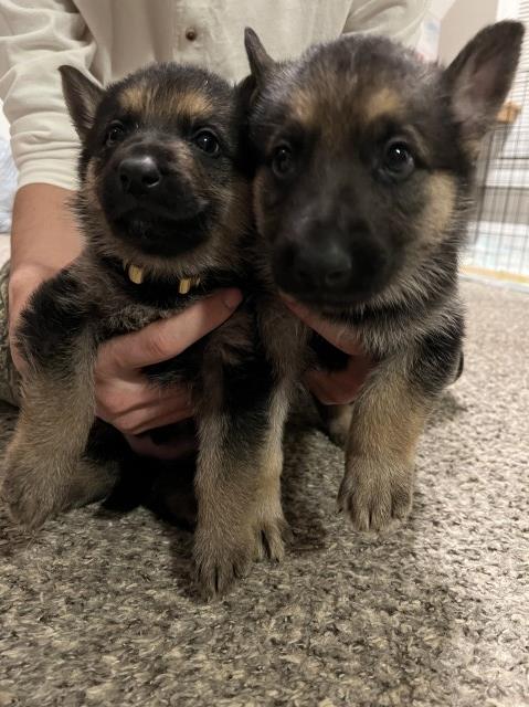 German Shepherd Puppies