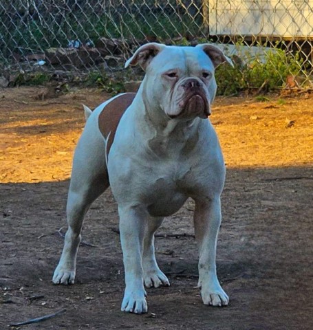 Female Classic Bully American Bulldog