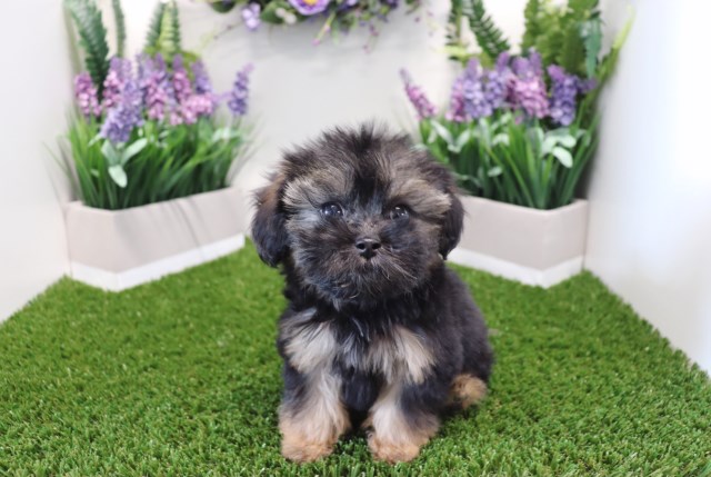 Shih Tzu puppy for sale + 52989