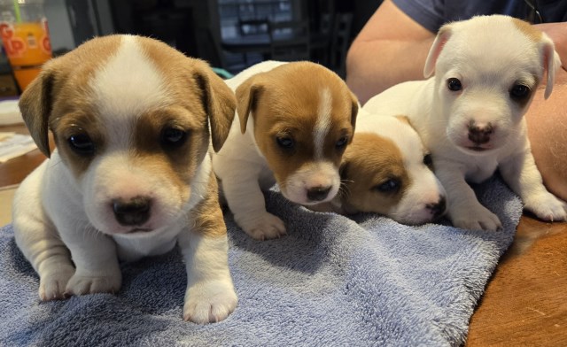Jack Russell Puppies