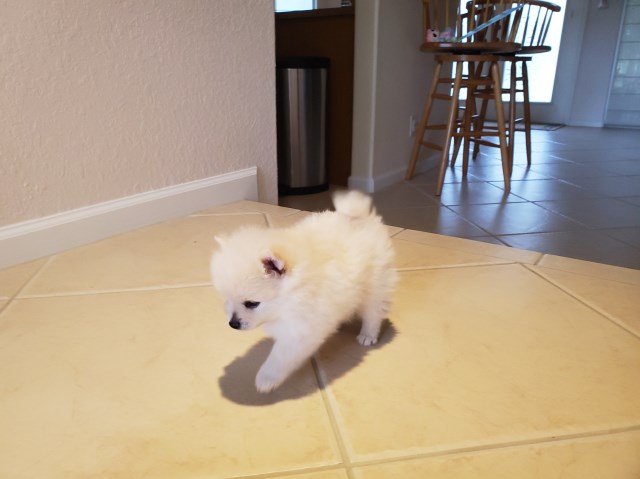 Pomeranian puppy for sale + 58092