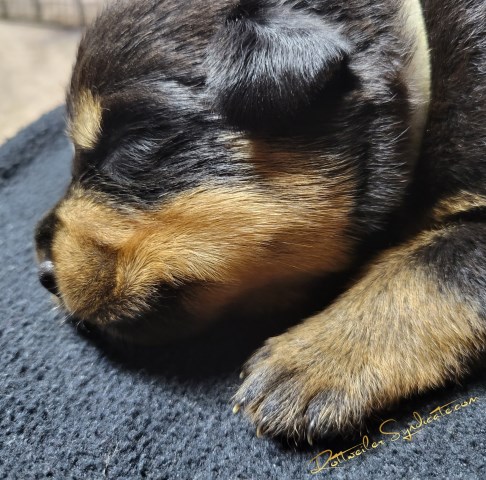 Rottweiler puppy for sale + 65139