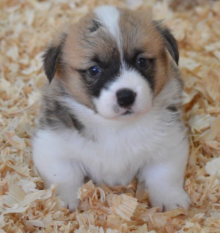 Pembroke Welsh Corgis Puppies