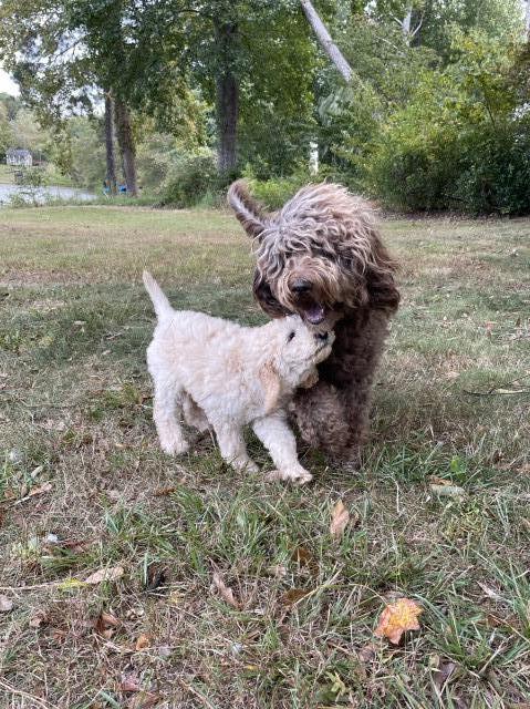 1 Creamy Goldendoodle, both parents are F1b,