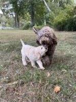 1 Creamy Goldendoodle, both parents are F1b, Goldendoodle for sale/adoption