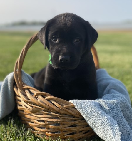 Labrador Retriever puppy for sale + 64766