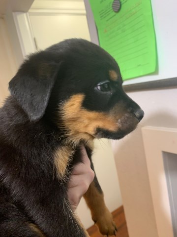 Rottweiler puppy for sale + 59851