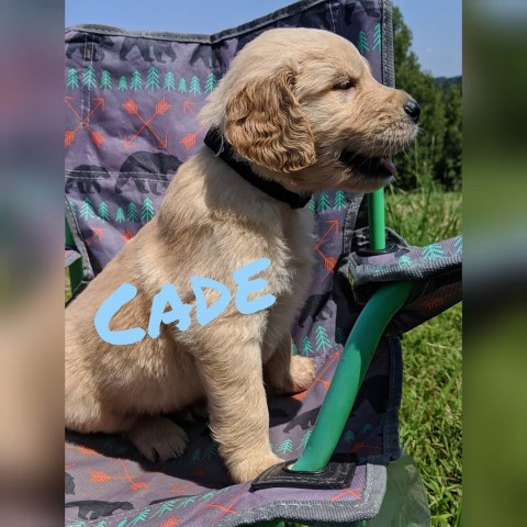 Golden Retriever Puppies