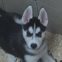 AKC Siberian Husky Champion  lines Siberian Husky for sale/adoption