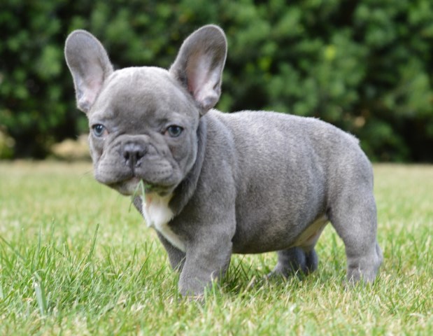 French Bulldog puppy for sale + 53443