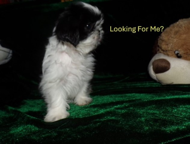 Shih Tzu puppy for sale + 66649