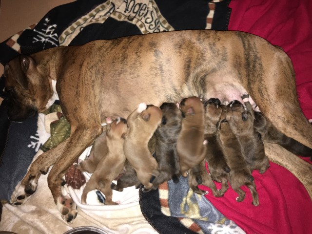 Boxer puppy for sale + 53995