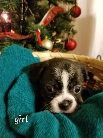 Boshi/long hair chihuahua mix puppies