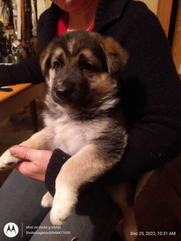 German Shepherd Dog puppy for sale + 64346