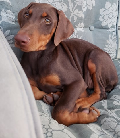 AKC Doberman- Miss Gemma n the Ruff