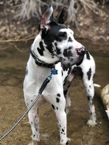 CKC Great Dane Puppies