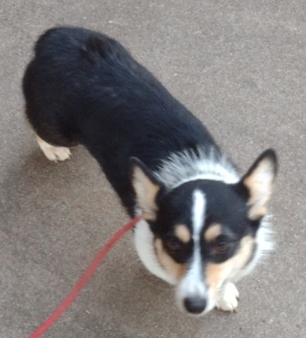 Pembroke Corgi female