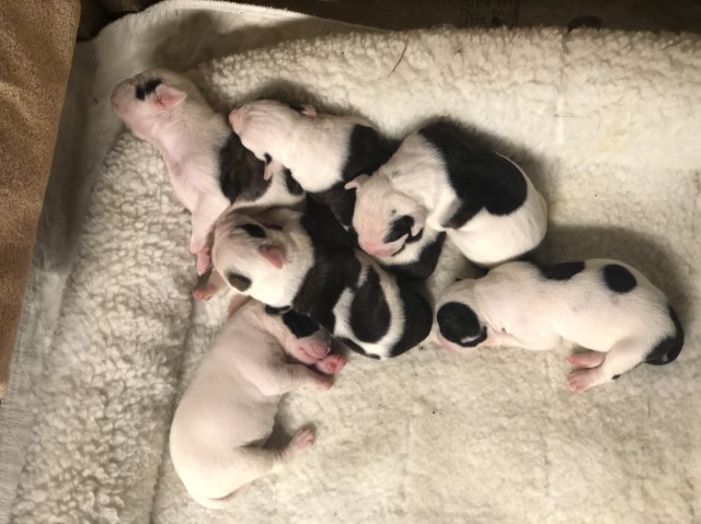 American Bulldog Puppies