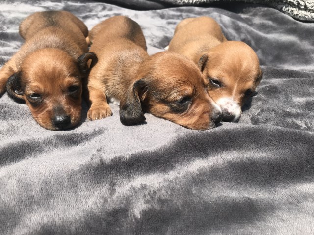 Dachshund puppy dog for sale in granby, Connecticut