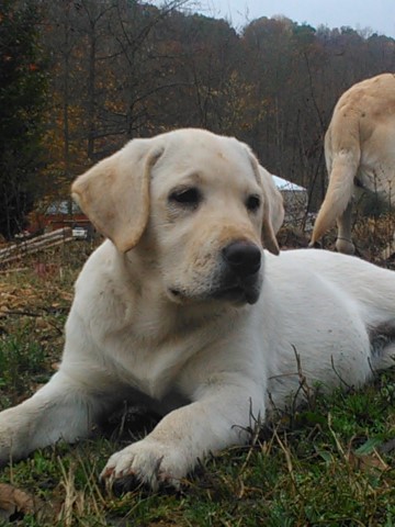 Labrador Retriever puppy for sale + 64190