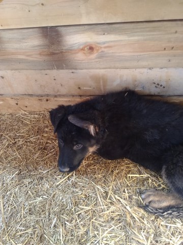 German Shepherd Puppies