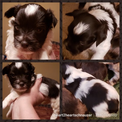 Miniature Schnauzer puppy for sale + 44932