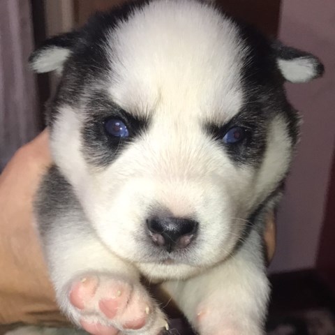 Siberian Husky puppy for sale + 51043