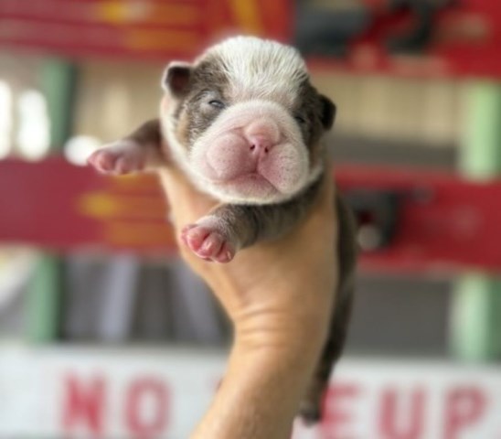 English Bulldog puppy for sale + 67194