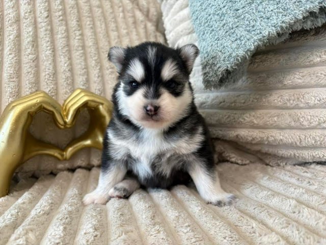 6 beautiful pomsky puppies