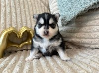 Pomsky thumbnail