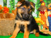 Chicago German Shepherd Pups. True Crowd STOPPER!!! German Shepherd Dog for sale/adoption