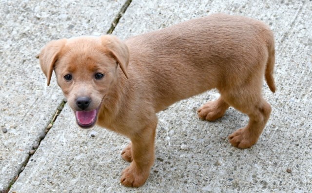 Labrador Retriever puppy for sale + 67033