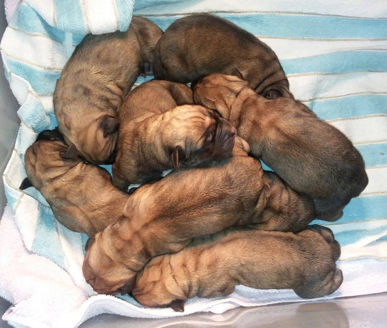 Mastiff puppy for sale + 52057