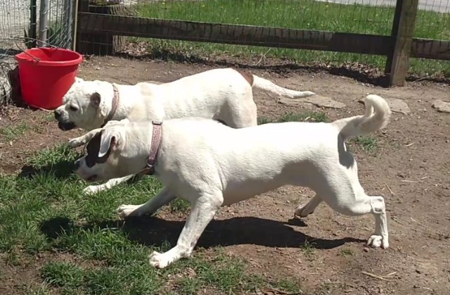 American Bulldog puppy for sale + 53761