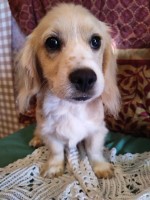 Santa Clause is coming to town Cockapoo for sale/adoption