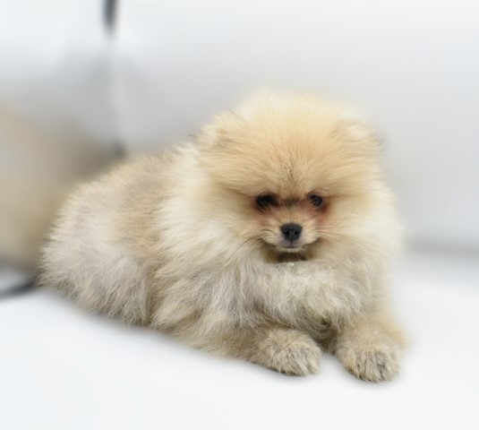 Pomeranian puppy for sale + 62804