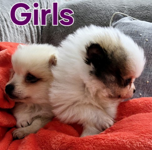 Pomeranian puppy for sale + 66383