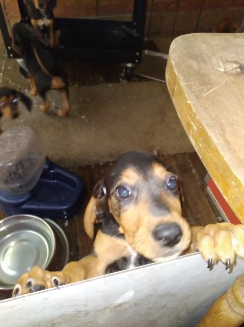 Redbone Coonhound puppy for sale + 63570
