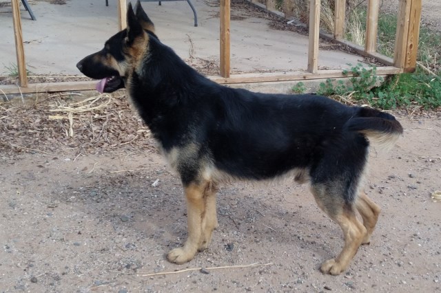 Adult Male German Shepherd