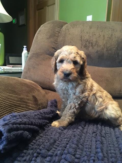 Goldendoodle puppy for sale + 55136