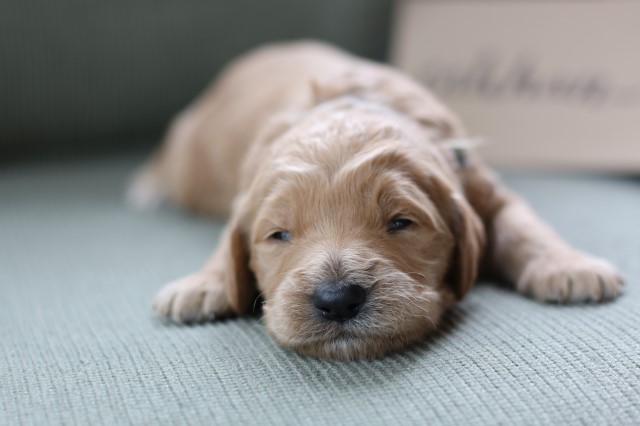 Goldendoodle puppy for sale + 60308