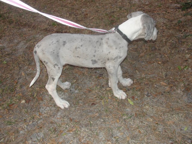 Great Dane puppy for sale + 51503