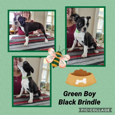 Boston Terrier puppy for sale + 64945