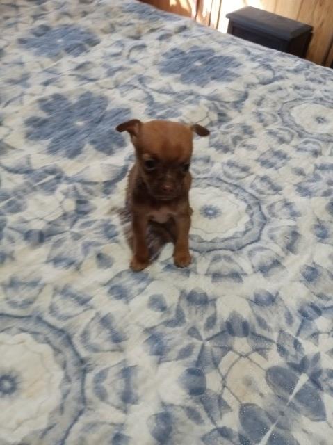 Chihuahua puppy for sale + 66216