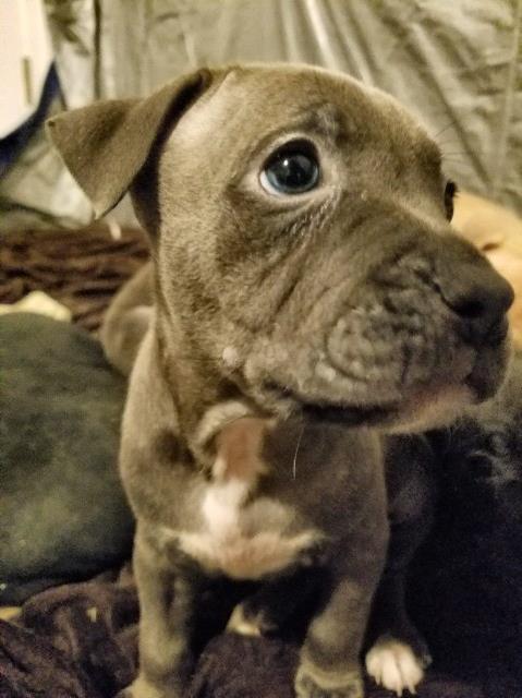 American Pit Bull Terrier puppy dog for sale in Memphis, Tennessee