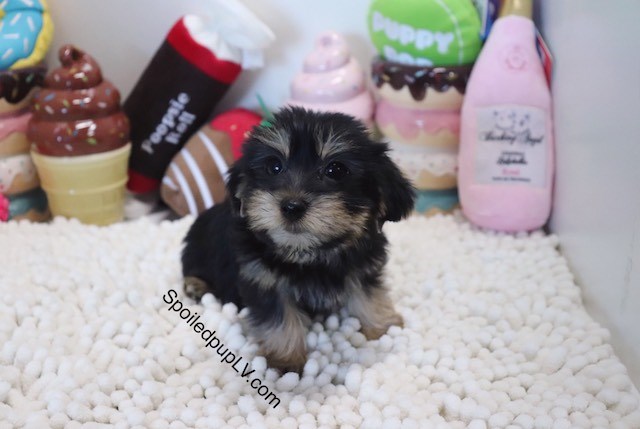 Morkie puppy for sale + 54412