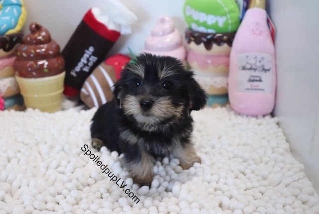 Morkie Puppy Dog For Sale In Las Vegas Nevada
