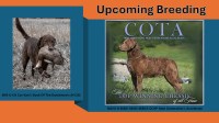 Chesapeake Bay Retriever thumbnail