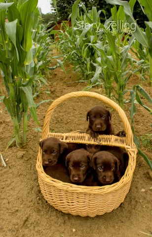 Labrador Retriever - Chocolate