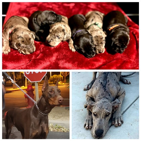 Doberdane puppies